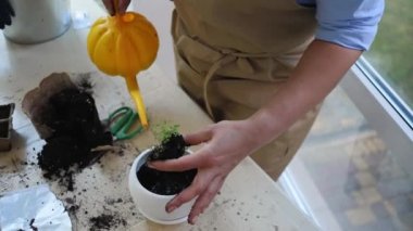 Top view. Housewife florist using watering can, waters the fertilized soil and puts germinated seedlings with soiled roots in a new ceramic flower pot. Plant transplant. Floriculture. Selective focus