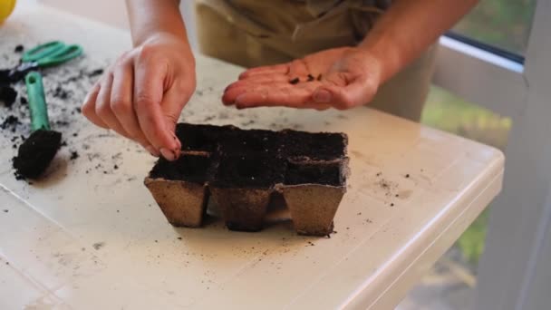 Close Female Hands Putting Plants Seeds Peat Pots Fertilized Black — Stock Video