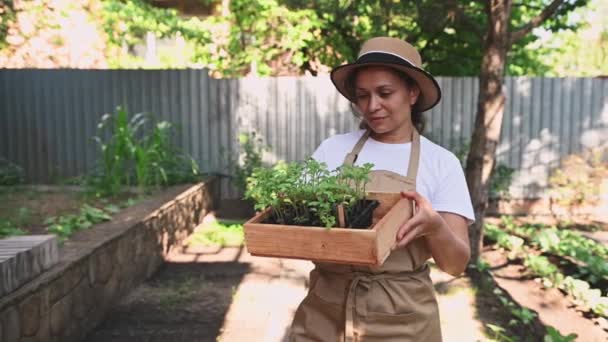 Hübsche Lateinamerikanerin Öko Bäuerin Die Tomaten Setzlinge Der Holzkiste Inspiziert — Stockvideo