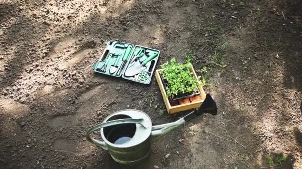 Steadicam Shot View Wooden Crate Sprouted Tomato Seedlings Garden Tools — Stock Video