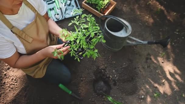 Vue Haut Une Agricultrice Qui Sort Semis Tomates Germées Une — Video
