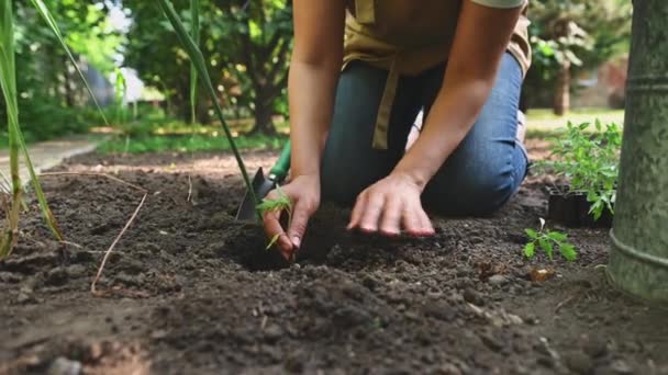 Detailní Záběr Ženského Zahradníka Zemědělce Ekologického Farmáře Který Sázel Klíčky — Stock video