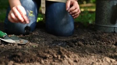 Araziyi hazırlama ve baharda organik bir sebze bahçesine filizlenmiş fidanlar ekme süreci. Bir çiftçi, elleri gevşek açık alanda yeşil fidanlar eker. Tarım hobisi.