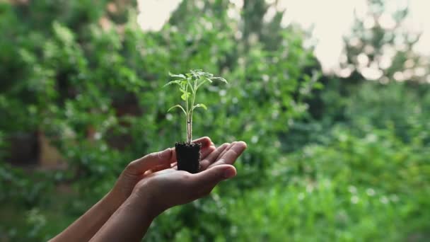 農家の手は黒い土に若い緑の苗木を保持し 庭の背景にそれを調べます 植え付けシーズンの始まり エコファームのコンセプト 有機農業事業 — ストック動画