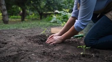 Çiftçi kadın gün batımında bahçeye yeni sebze ekiyor. Kadın çiftçilerin ellerinde organik domates fidanlığı yetişiyor. Tarım. Tarım işi. Doğa. Çevresel koruma