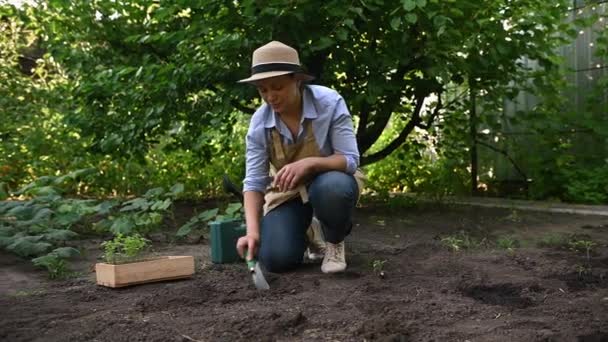 Porträtt Kvinnlig Bonde Som Odlar Ekologiska Tomater Hon Gräver Jorden — Stockvideo