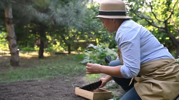 Boczny Portret Uroczej Kobiety Farmerki Sadzącej Kiełkowane Sadzonki Pomidorów Otwartym — Wideo stockowe