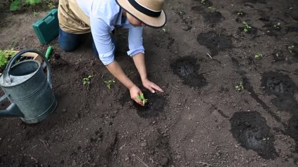 짚으로 모자를 베이지 앞치마를 농부의 위에서 구멍에 토마토 묘목을 모습을 — 비디오