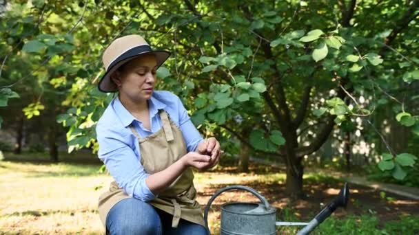 중년의 원예가 원예가 원예가 농학자는 탁트인 농경지에 묘목을 묘목을 그녀의 — 비디오