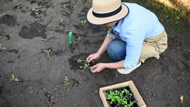 農業オープンフィールドで発芽したトマトの苗を植えるプロセス アグリビジネスだ 農家市場での販売のための生態系の農地で有機野菜を栽培 農業者 — ストック動画