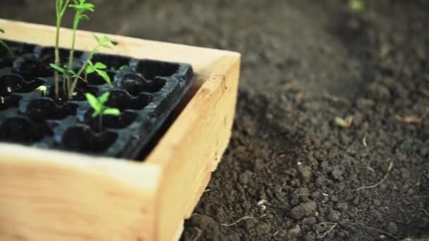 증류기 토마토 묘목을 농업용 카세트테이프로 자라게 상자에 심는다 흩어진 어린이 — 비디오