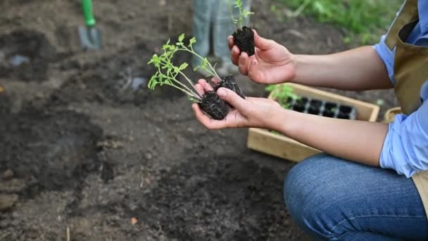 女农民手捧着生根发芽的番茄苗 从农业盒装或泥炭盆中取出 移栽到生态农场的露天土地上 后续行动 — 图库视频影像