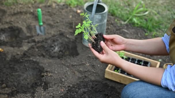 Gros Plan Une Agricultrice Tient Inspecte Des Plants Tomates Germées — Video