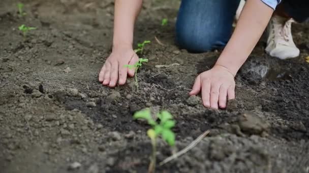 Menanam Tomat Kebun Petani Perempuan Tangan Menempatkan Bibit Dalam Tanah — Stok Video