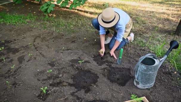 Sebze Bahçesi Yataklarında Domates Tohumu Eken Dişi Çiftçi Ellerine Odaklan — Stok video