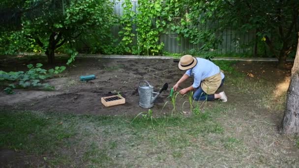 在花园里种植西红柿 女农民在土壤中播种 在植物周围捣碎泥土 浇灌浇灌的植物 花园工作 在花园里干活 有机耕作 — 图库视频影像