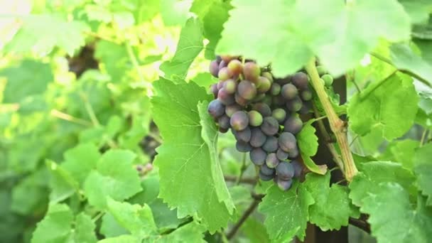 Onrijpe Troep Jonge Rode Druiven Hangend Aan Een Wijnstok Biologische — Stockvideo