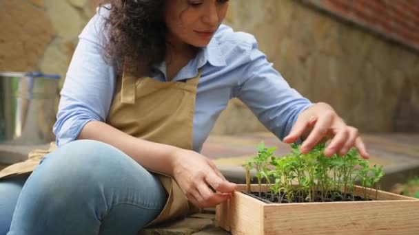 Encantador Agricultor Aficionado Latinoamericano Que Inspecciona Plántulas Tomate Germinadas Antes — Vídeos de Stock