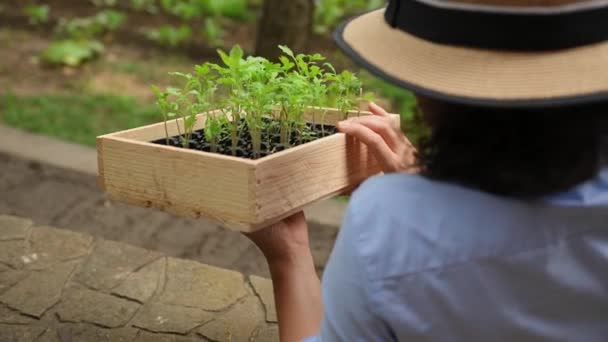 농부의 뒷모습 모자를 묘목을 검사하는 드넓은 뿌리기 묘목을 검사하는 정원가꾸기 — 비디오