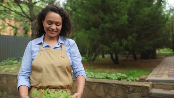 Selectieve Focus Een Houten Krat Met Ontkiemde Tomatenzaailingen Handen Van — Stockvideo