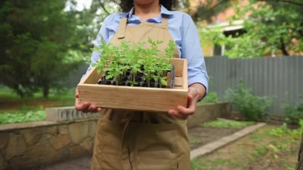 Caja Madera Con Plántulas Tomate Germinadas Manos Una Mujer Agrónoma — Vídeo de stock