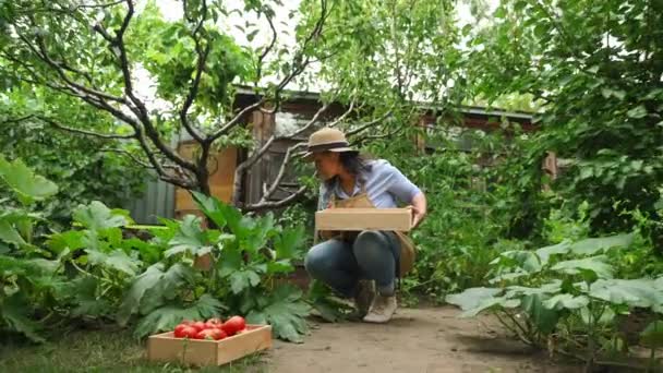 Inspired Charming Multi Ethnic Woman Farmer Harvesting Zucchini Eco Farmland — Stock Video