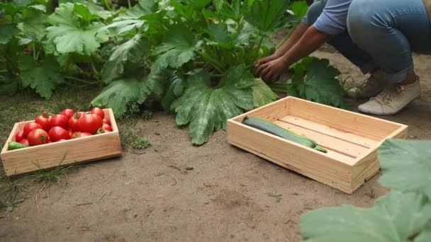 Primer Plano Agricultor Cosechando Cultivos Verduras Biológicas Maduras Cosecha Propia — Vídeos de Stock