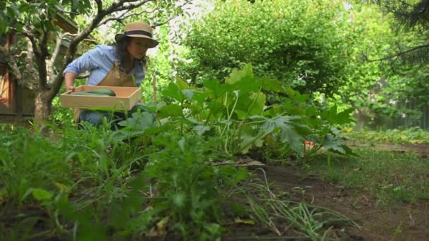 Vue Travers Les Plantes Cultivées Une Charmante Femme Latine Agriculteur — Video