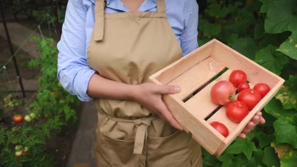 新鮮な熟した自家製トマトを選んだ木製のクレート 有機野菜の庭で作物を収穫しながら 焦点は 多民族の美しい女性農家にシフトします エコ農業 — ストック動画