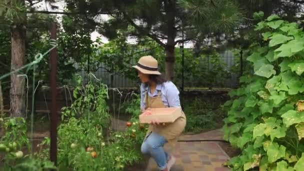 Encantadora Joven Agricultora Hispana Jardinera Huele Fragantes Tomates Jugosos Maduros — Vídeo de stock