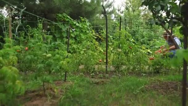 Steadicam Shot Eko Farma Rostoucí Rajčatovou Rostlinou Soustředí Farmářku Zahradnici — Stock video