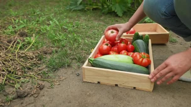 Nahaufnahme Sortieren Der Geernteten Saisonalen Ernte Von Frischen Zucchini Zucchini — Stockvideo