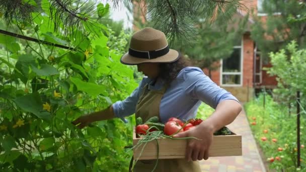 Wieloetniczna Rolniczka Słomkowym Kapeluszu Nosi Drewnianą Skrzynię Świeżo Zebranymi Pomidorami — Wideo stockowe