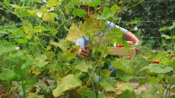 Vista Través Del Cultivo Plantas Una Encantadora Agricultora Sosteniendo Una — Vídeo de stock