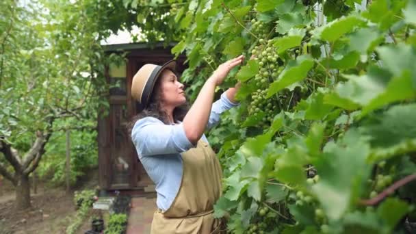 Experiente Viticultora Latino Americana Com Avental Bege Chapéu Palha Inspeciona — Vídeo de Stock