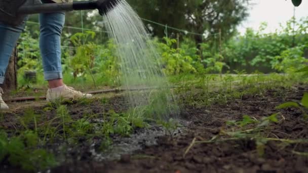 Yakın Plan Tarım Sulama Tenekesi Bahçe Yataklarında Sıra Sıra Yetişen — Stok video