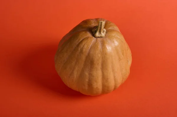 An orange whole wholesome organic pumpkin, cultivated in eco farm, isolated over bright orange colored background. Copy ad space. Thanksgiving. Halloween concept. Autumnal organic harvest. Farming