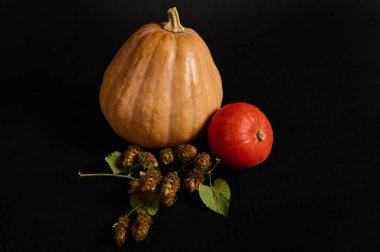 Farklı boyutlarda organik balkabakları ve zıplama konileri - humulus lupulus, siyah arka planda izole. Sonbahar mevsimlik sebzelerden yapılmış. Süpürge sapında cadı. Cadılar Bayramı. Boşluğu kopyala