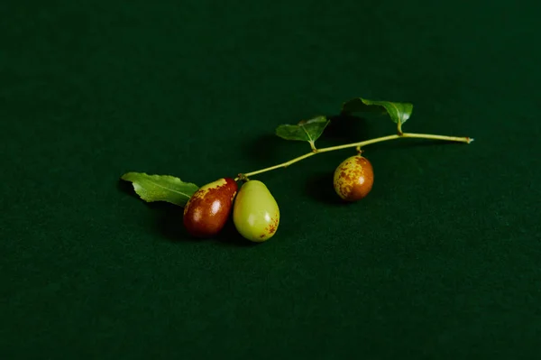 Close-up of jujube fruits, or oriental chinese dates of green and brown colors, ripening on a tree branch, isolated on green background. Healthy antioxidant autumnal vegan food