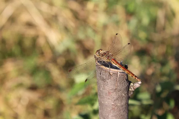 Dragonfly on the twig — Stock Photo, Image