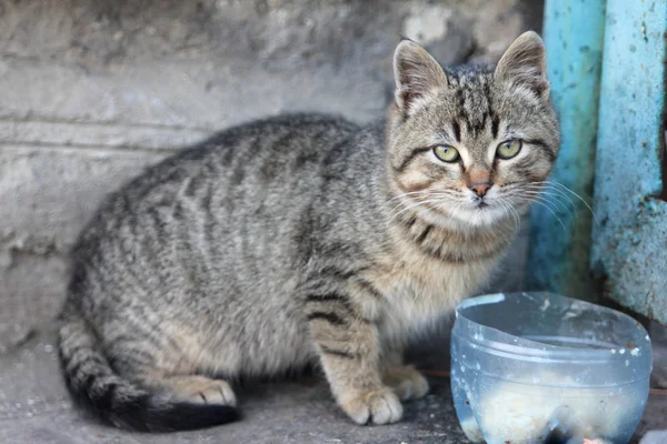 Gri kedi having kahvaltı