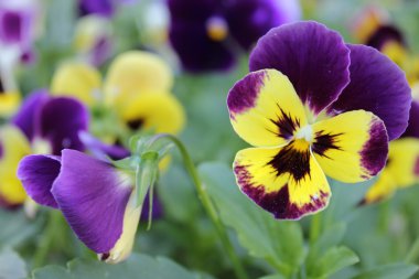 Sarı ve mor Hercai Menekşe