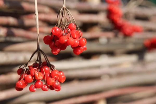 Bir sürü kırmızı dut.