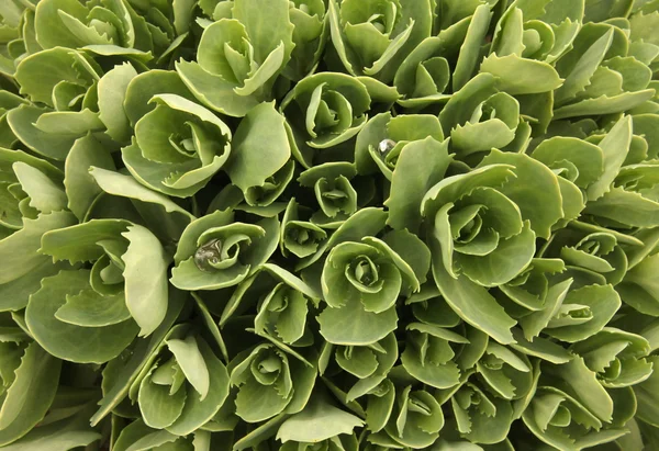 arka plan için sulu yeşil yaprakları