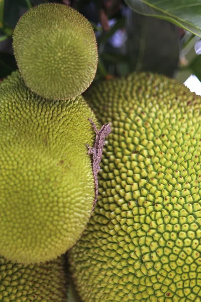 büyük meyveler ve küçük kertenkele