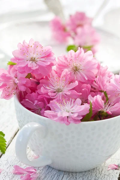 Strauß von Sakura-Blüten — Stockfoto