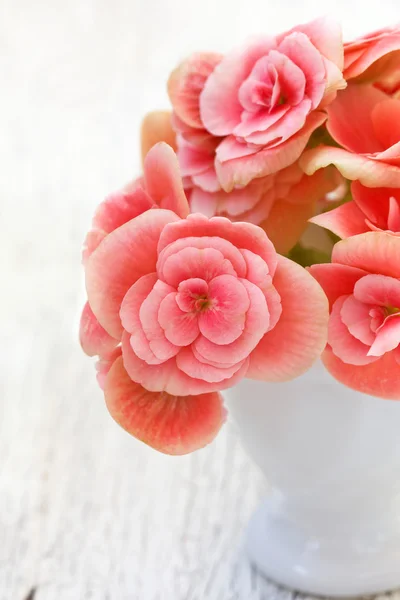 Flores begonia rosa — Fotografia de Stock