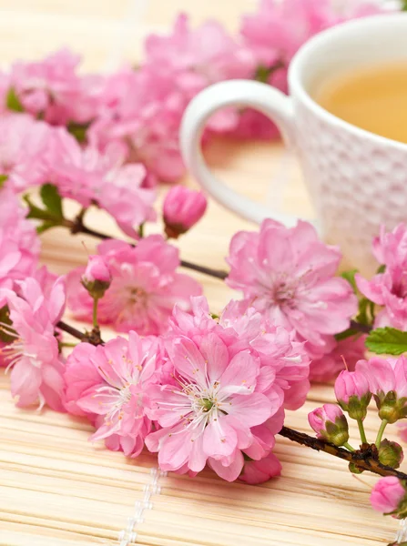 Zweige der blühenden Sakura — Stockfoto