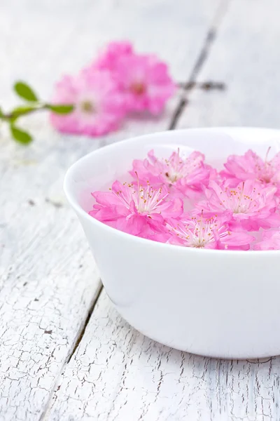 Flowers of sakura blossoms in a bowl — Stock Photo, Image