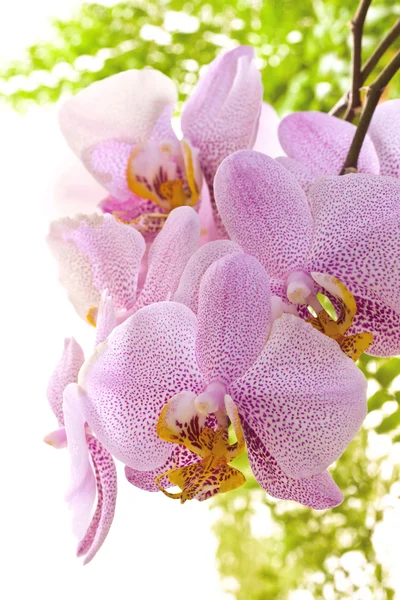 Krásná orchidej větev — Stock fotografie